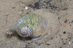 Paratectonatica tigrina