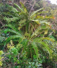 Krantz Aloe (Encephalartos altensteinii)