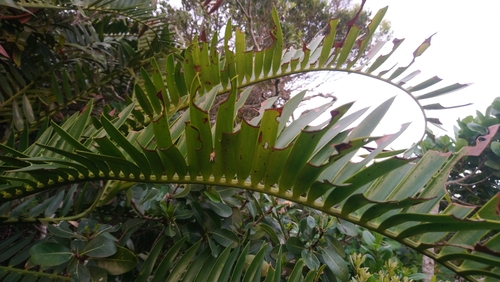 Image of Encephalartos altensteinii by (c) Henry de Lange, some rights reserved (CC BY)