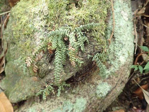Ctenopterella blechnoides observed 2019-12-18