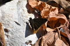 Typhedanus ampyx