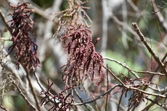 Myriocarpa heterospicata