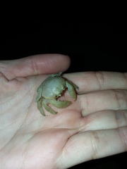 Moreiradromia antillensis