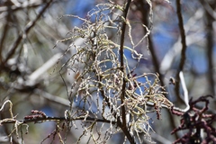 Myriocarpa heterospicata