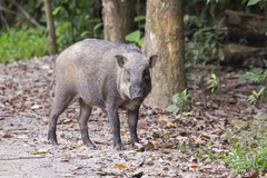 Sus scrofa vittatus