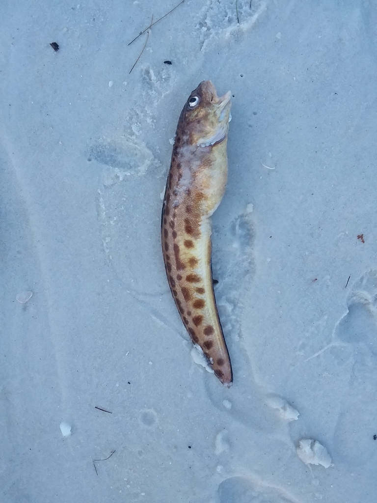 Blotched Cusk-Eel