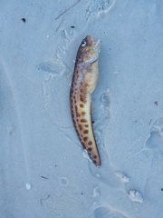 Ophidion grayi