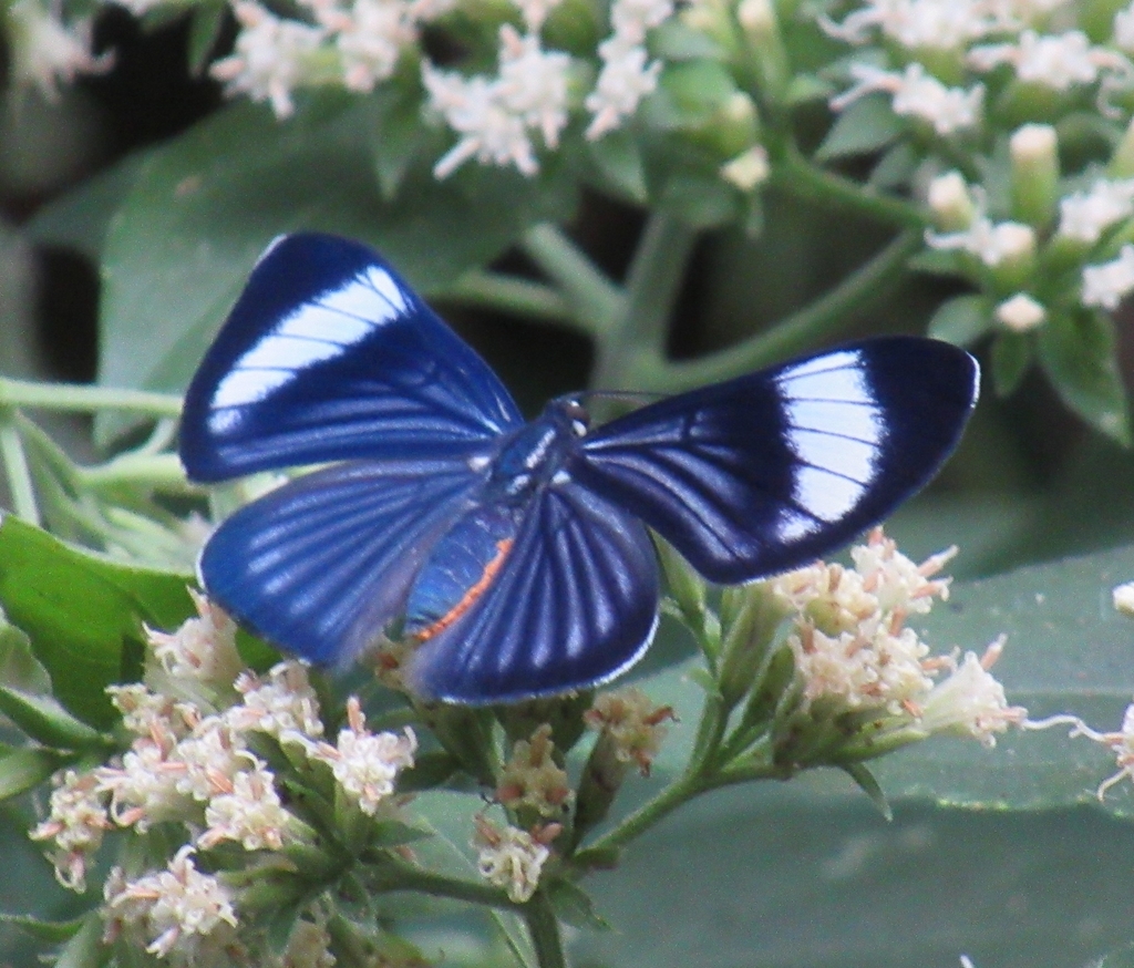 Orange-bellied Metalmark