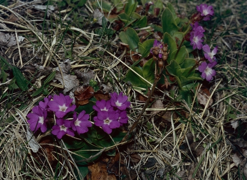 Primula spectabilis, photograph 2