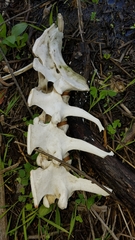 Odocoileus hemionus californicus