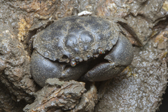 Myomenippe hardwickii