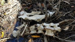 Odocoileus hemionus californicus