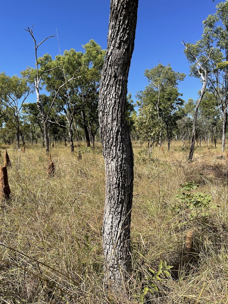 Eucalyptus patellaris 4