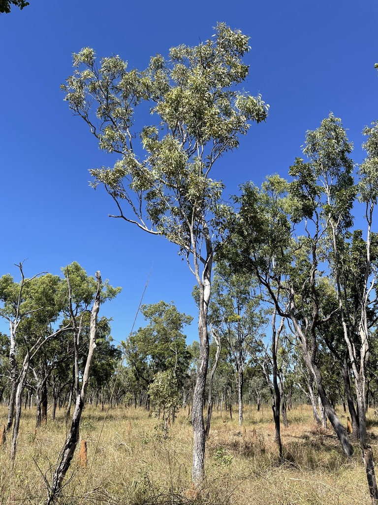 Eucalyptus patellaris 3