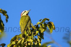 Cuban Green Woodpecker photo 3