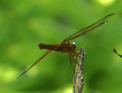 Libellula saturata