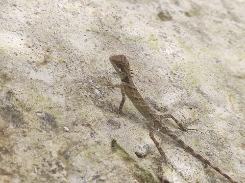 Elliot's Forest Lizard, Monilesaurus ellioti