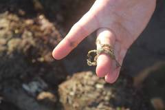 Amphiodia occidentalis