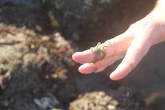 Amphiodia occidentalis