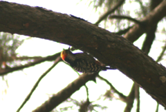 Dendrocoptes auriceps