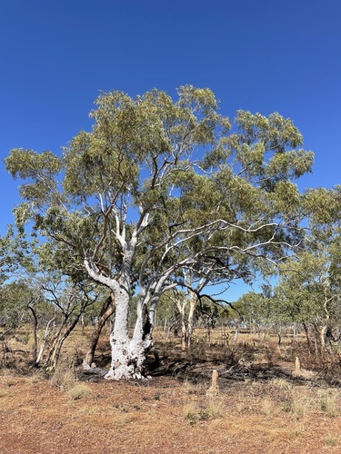 Umbrawarra Gum (Eucalyptus umbrawarrensis)