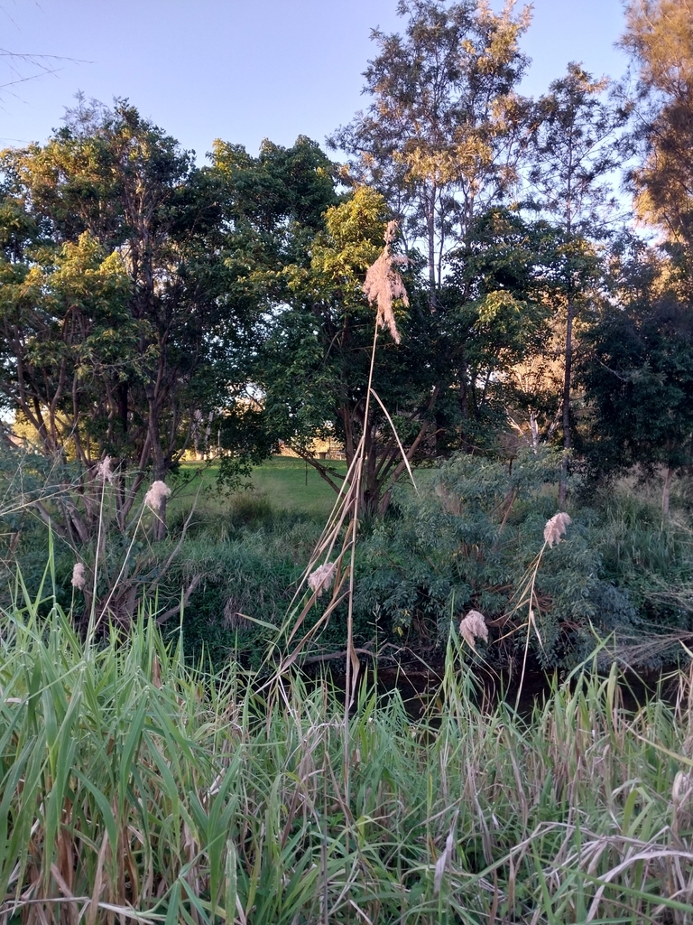 Australian Bush Reed common reed from Grange QLD 4051, Australia on July 29, 2023 at 04:50 ...