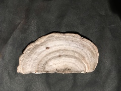 Trametes pubescens image