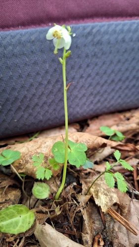 Image of Pyrola japonica by (c) Violetta Dzizyurova, some rights reserved (CC BY)