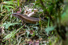 Eutropis multifasciata