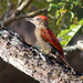 Blood-colored Woodpecker - Photo (c) Dave Curtis, some rights reserved (CC BY-NC-ND)