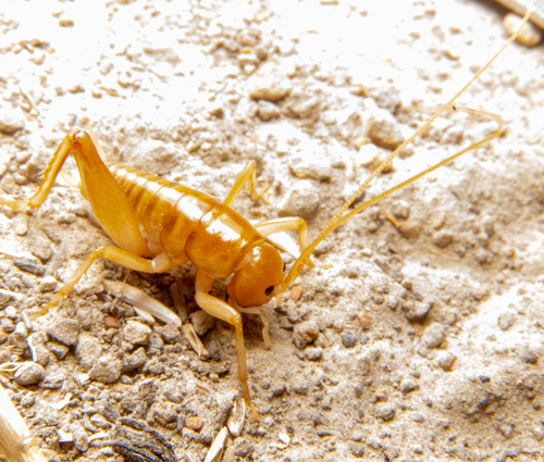 California Camel Cricket photo 4