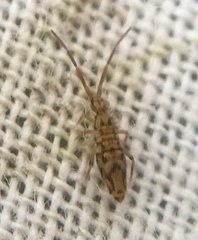 Entomobrya intermedia