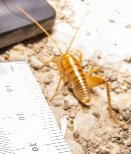 California Camel Cricket photo 5