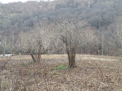 Sambucus kamtschatica