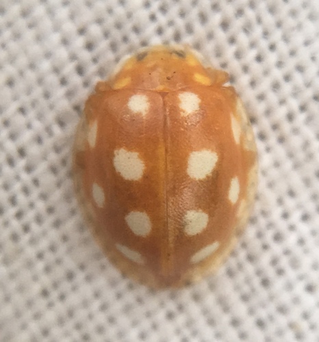 Photo of Orange Ladybird (Halyzia sedecimguttata)