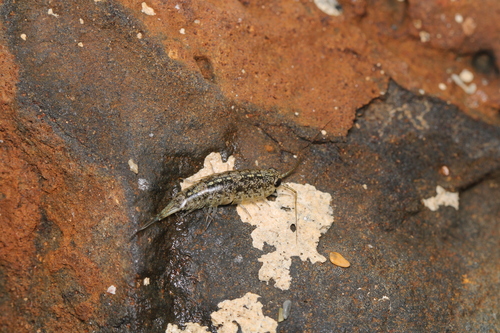 Ligia hawaiensis, 2023-07-28