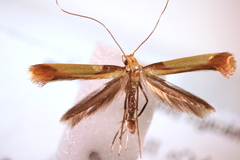 Caloptilia superbifrontella