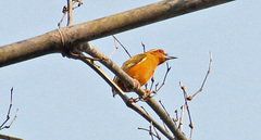 White-Browed Piculet photo 5