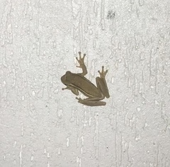 Trachycephalus mesophaeus