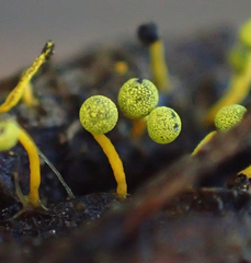 Physarum tenerum