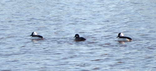 Bucephala albeola image