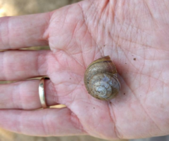 Helminthoglypta traskii