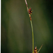 Carex hostiana - Photo (c) David GENOUD, algunos derechos reservados (CC BY-NC-SA)