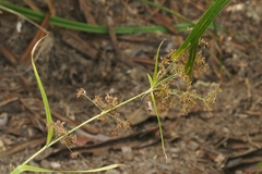 Rhynchospora corymbosa