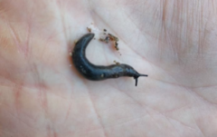 Hesperarion hemphilli