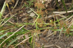 Rhynchospora corymbosa