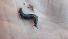 Hesperarion hemphilli