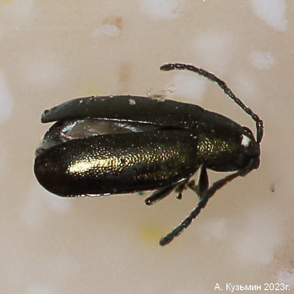 Выемчатая Полосатая Блошка (Phyllotreta striolata)