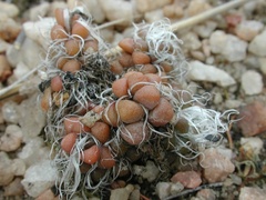 Anacampseros decapitata