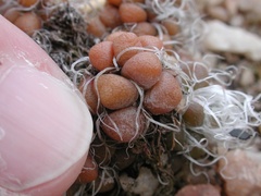 Anacampseros decapitata